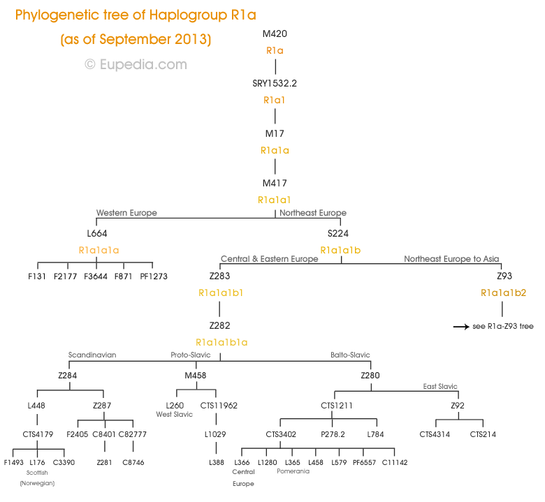 skrbh-krotka-historia-rodu-genetycznego-r1atab-1-filogenetyczne-drzewo-haplogrupy-r1a